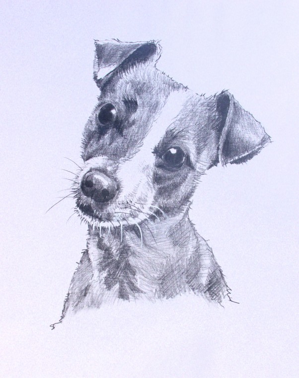 jack russell 2
